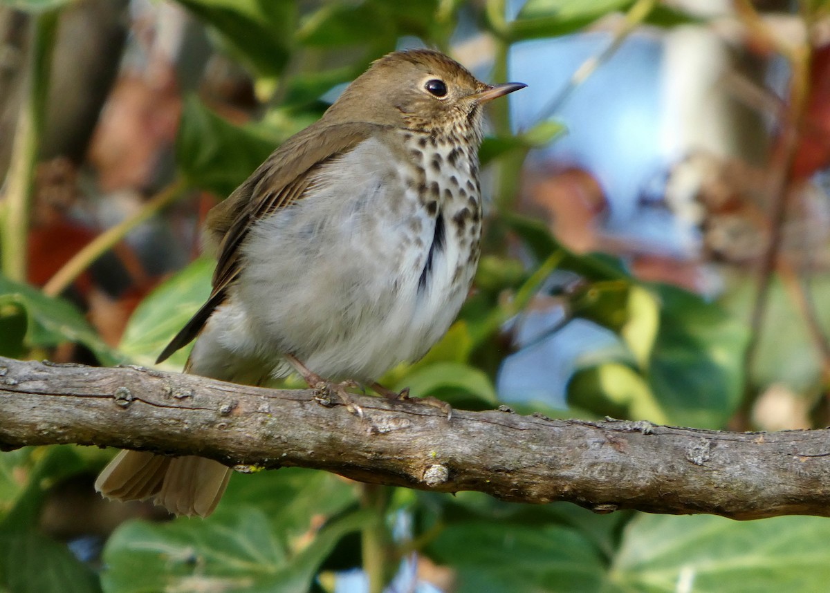 Zorzalito Colirrufo - ML647433699