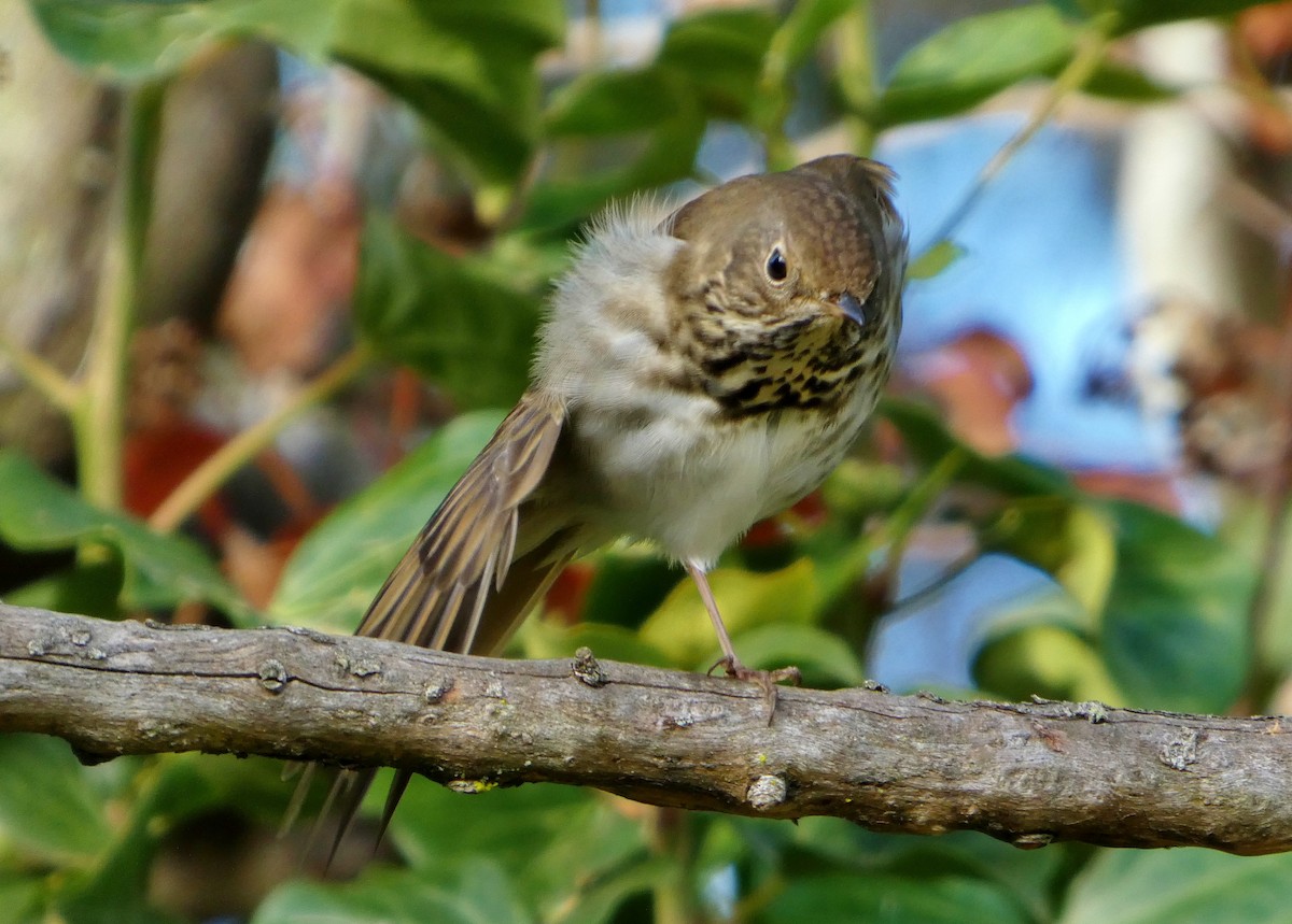 Zorzalito Colirrufo - ML647433700