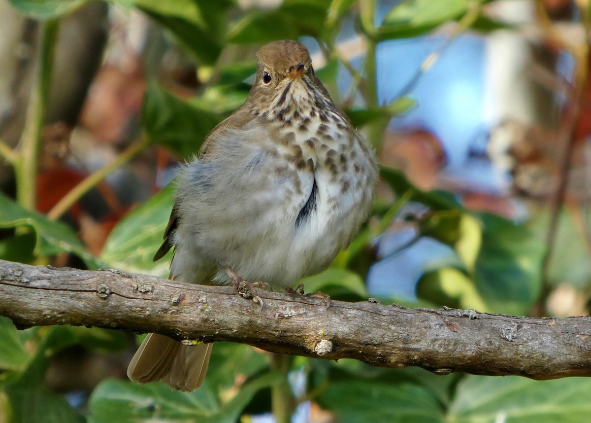 Zorzalito Colirrufo - ML647433701