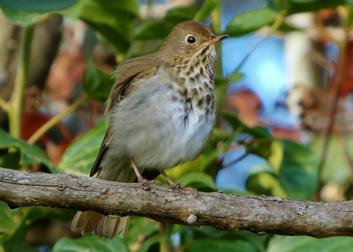 Zorzalito Colirrufo - ML647433702