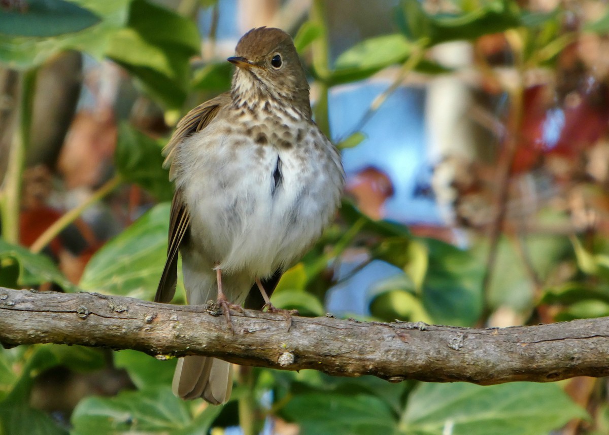 Zorzalito Colirrufo - ML647433703