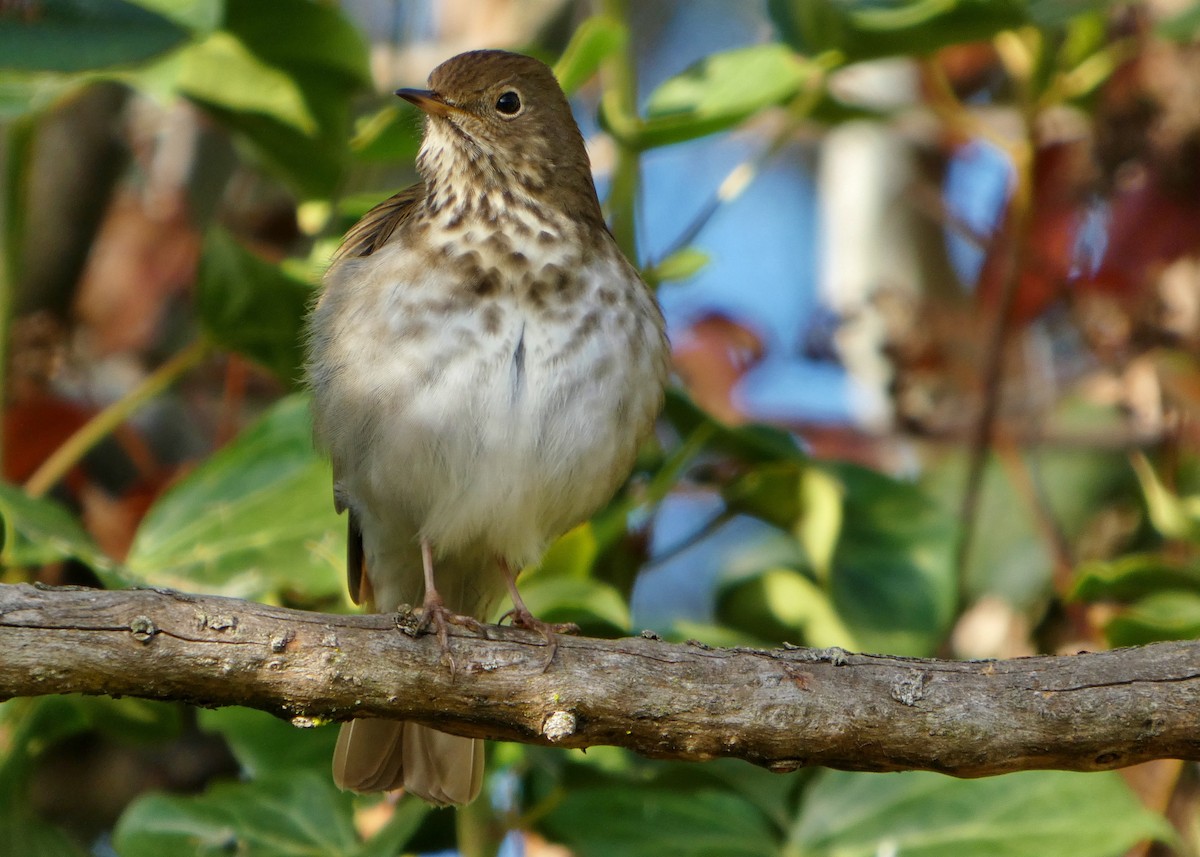 Zorzalito Colirrufo - ML647433704