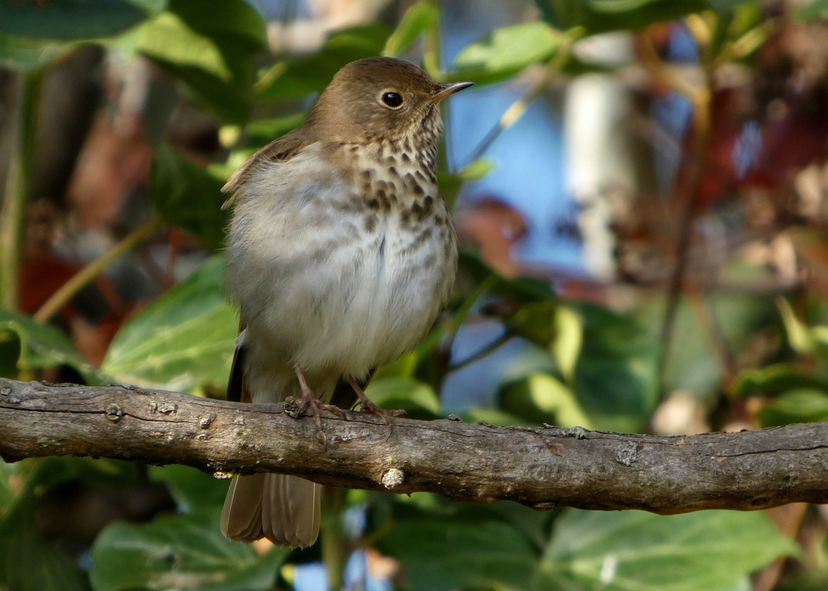 Zorzalito Colirrufo - ML647433705