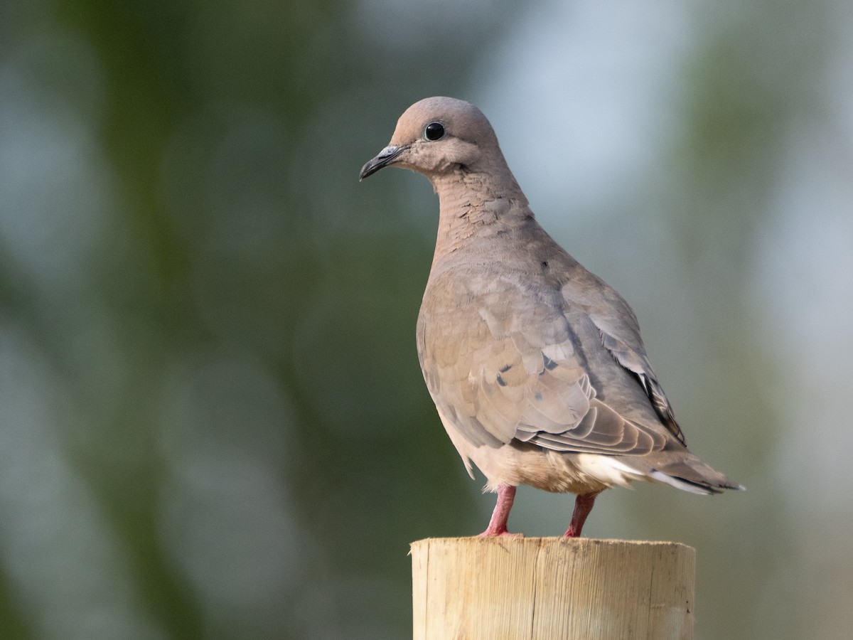 Eared Dove - ML647433710