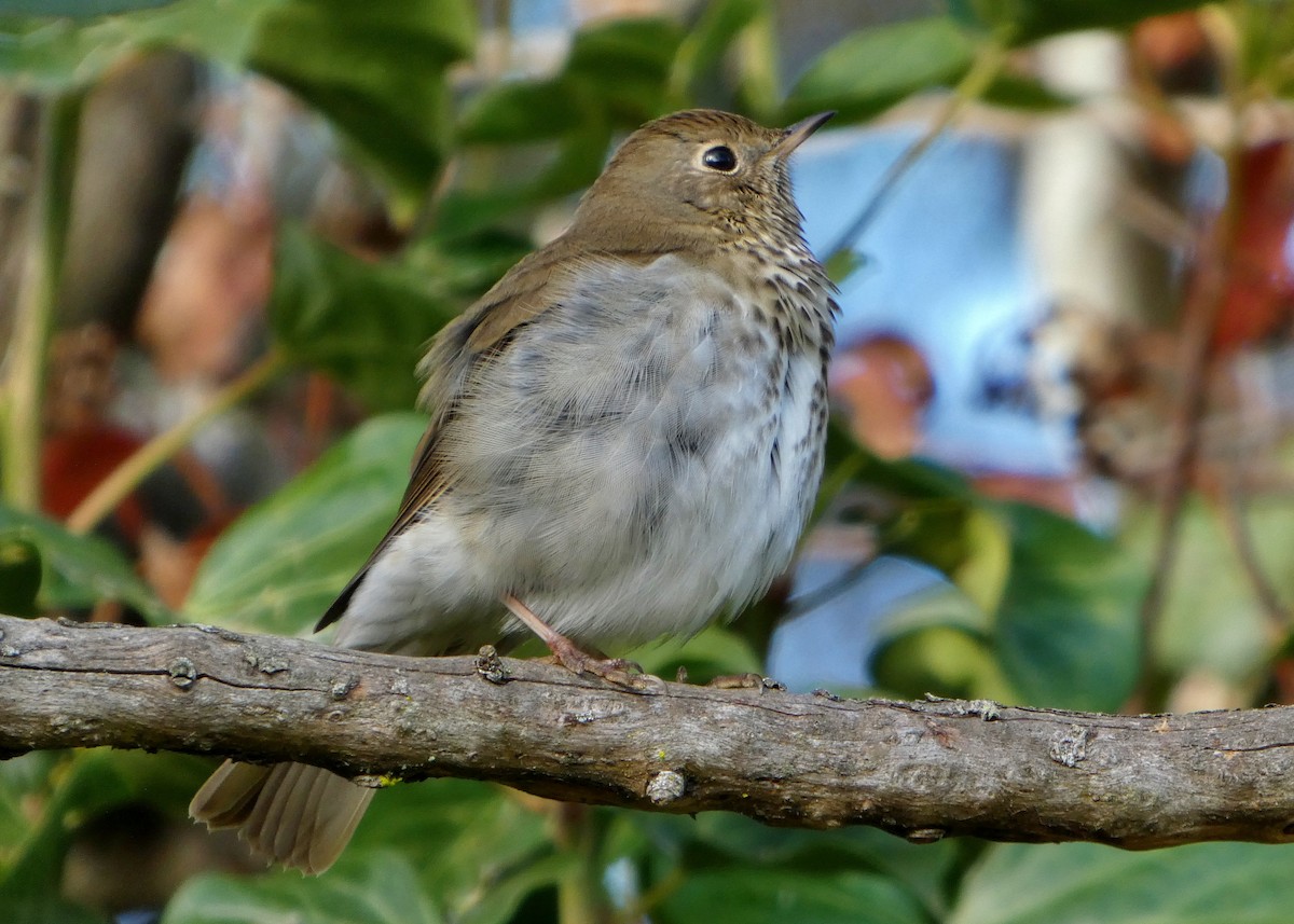 Zorzalito Colirrufo - ML647433715