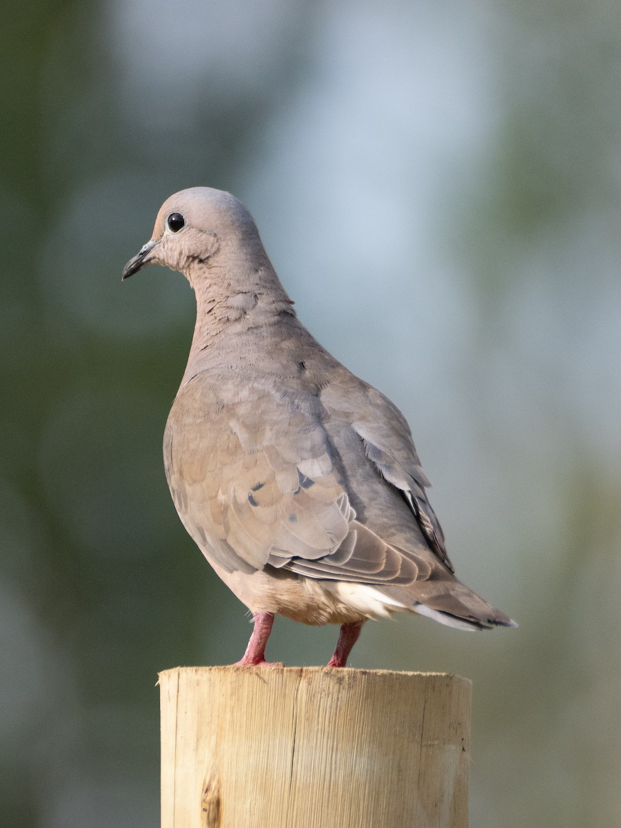 Eared Dove - ML647433716