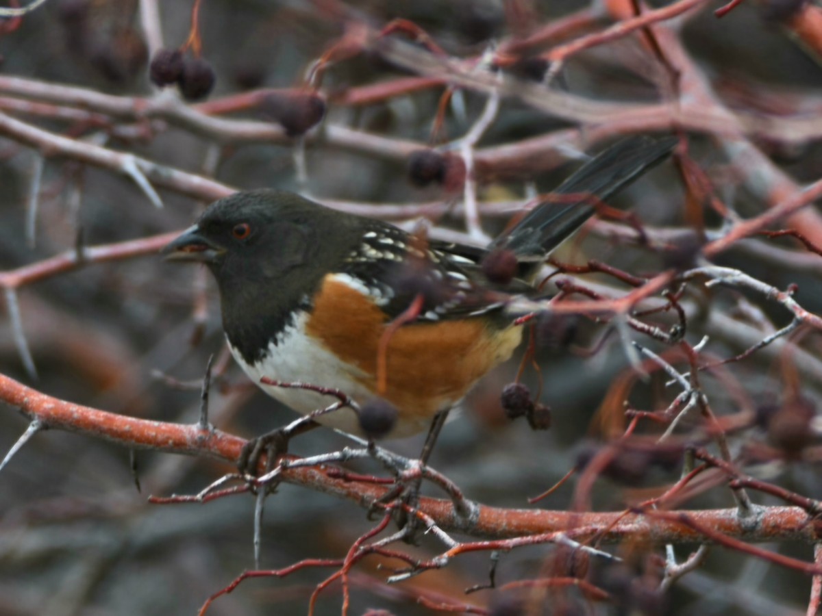 Spotted Towhee - ML647433723