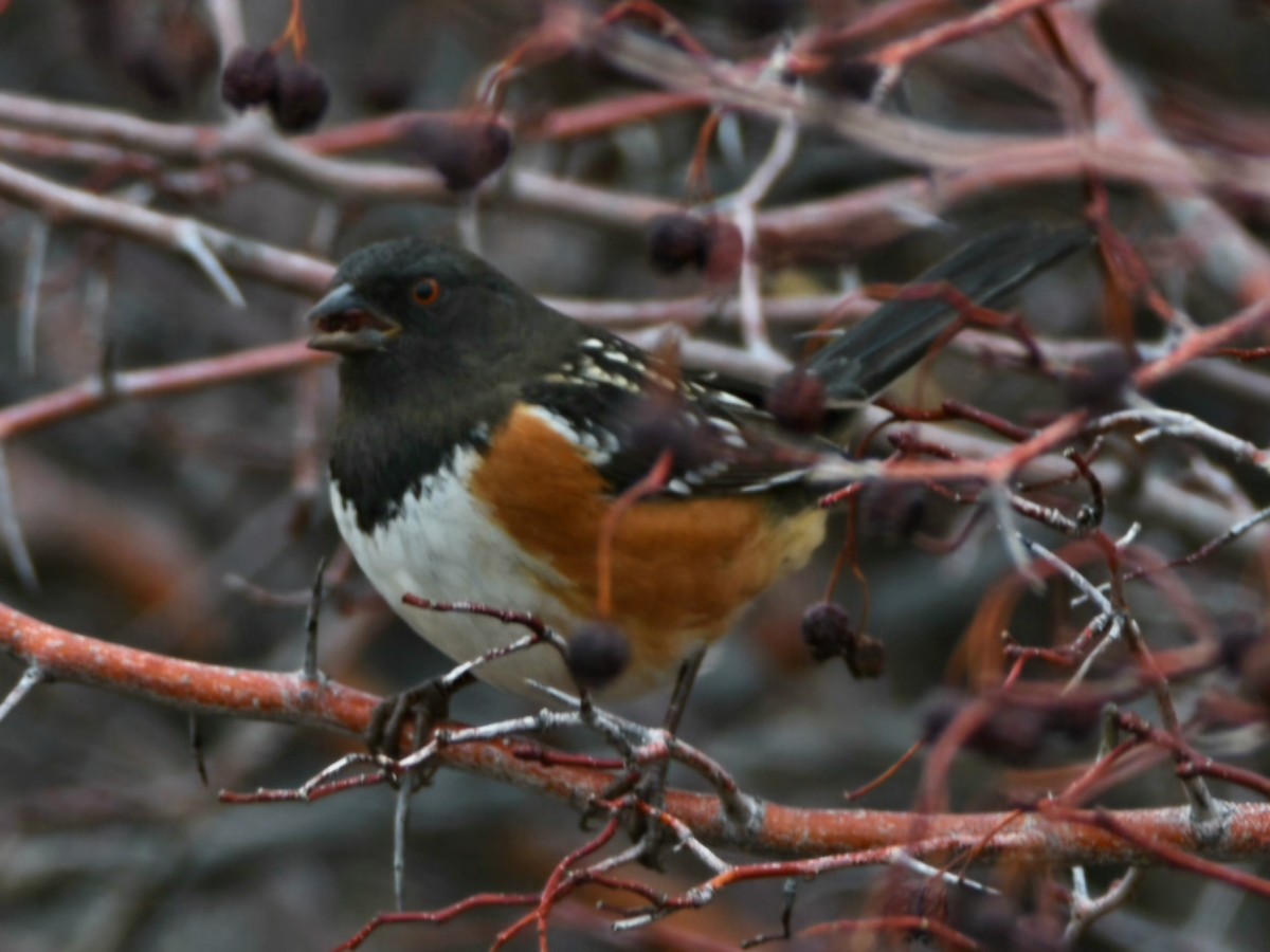 Benekli Tovi - ML647433724