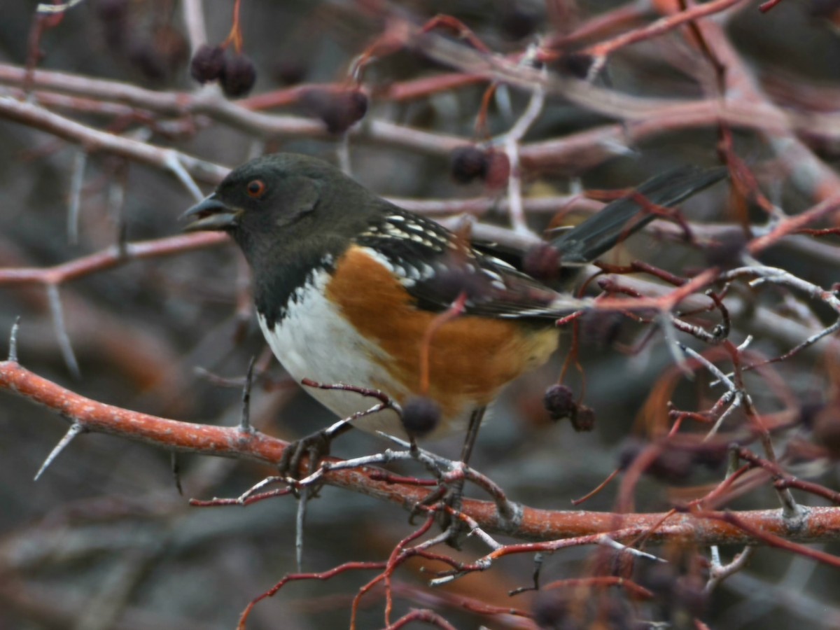Spotted Towhee - ML647433725