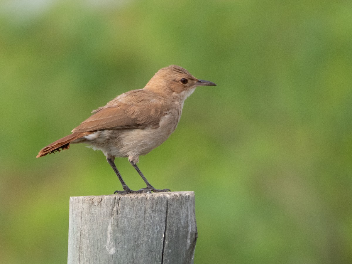 Pas Rengi Çömlekçikuşu - ML647433729