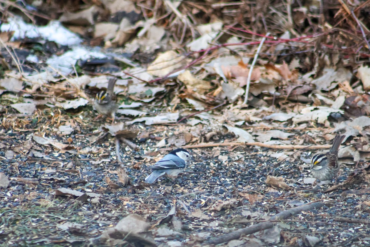 Beyaz Göğüslü Sıvacı - ML647433730