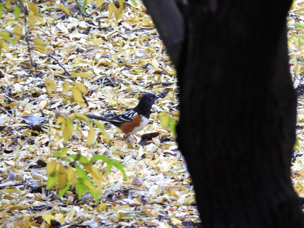 Benekli Tovi - ML647433734