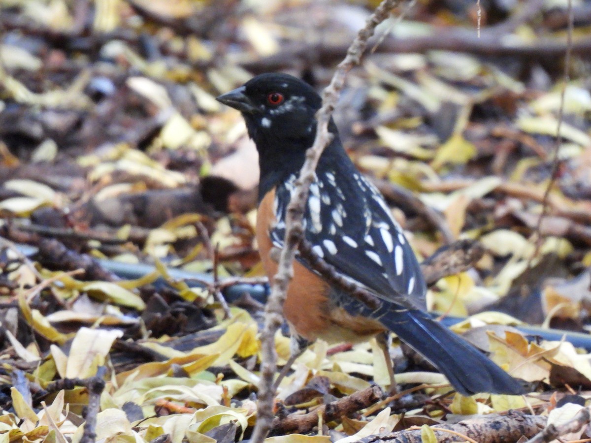 Benekli Tovi - ML647433735