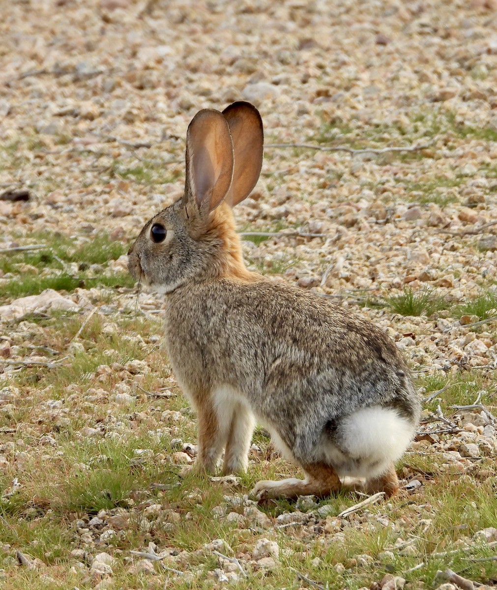 Animals - ML647433737