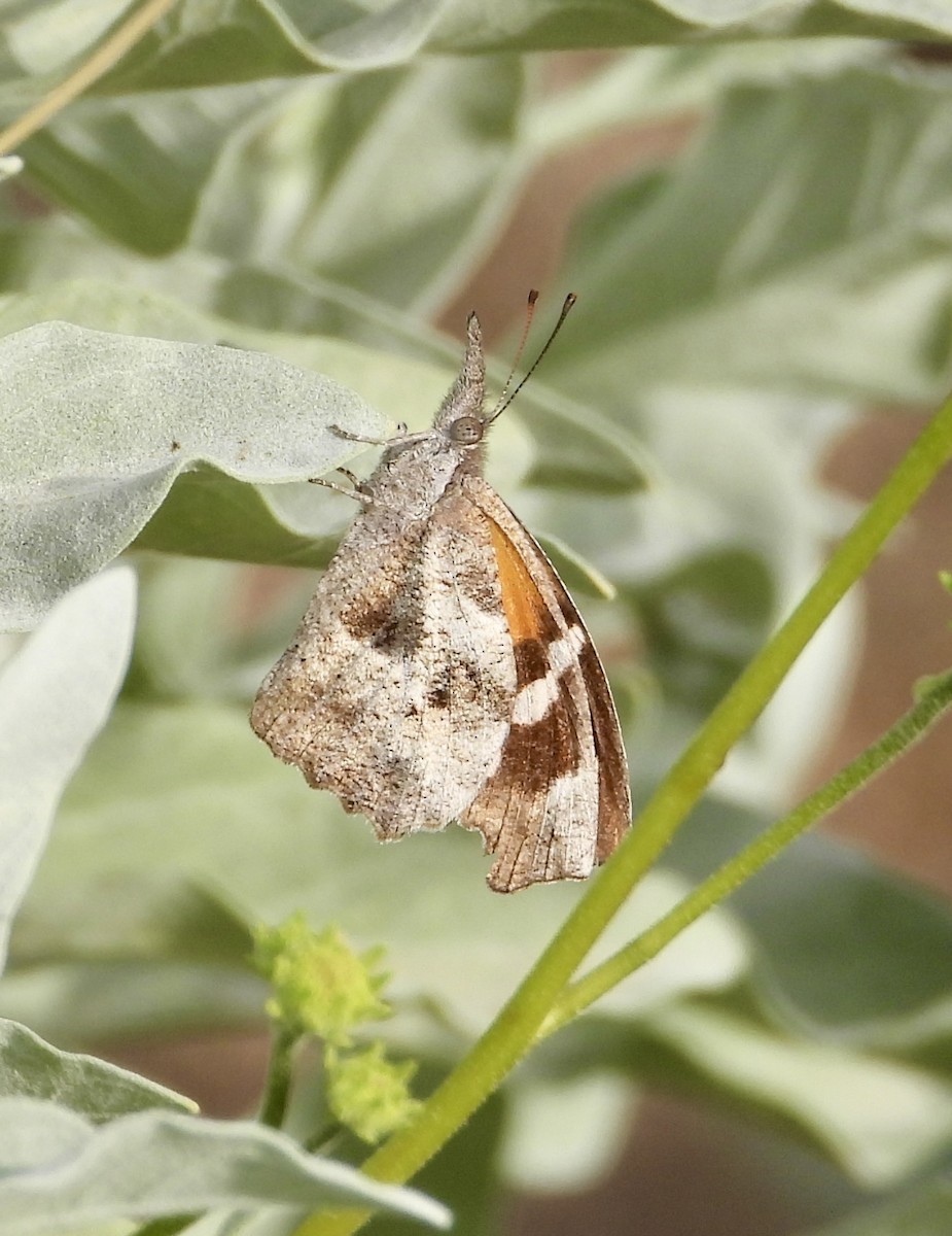 Animals - ML647433738