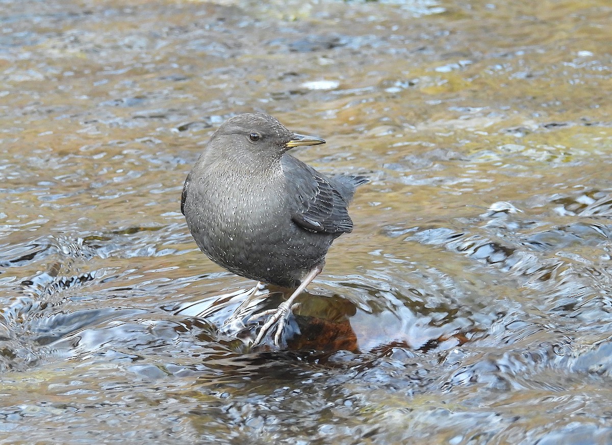 Amerika Derekuşu - ML647433739