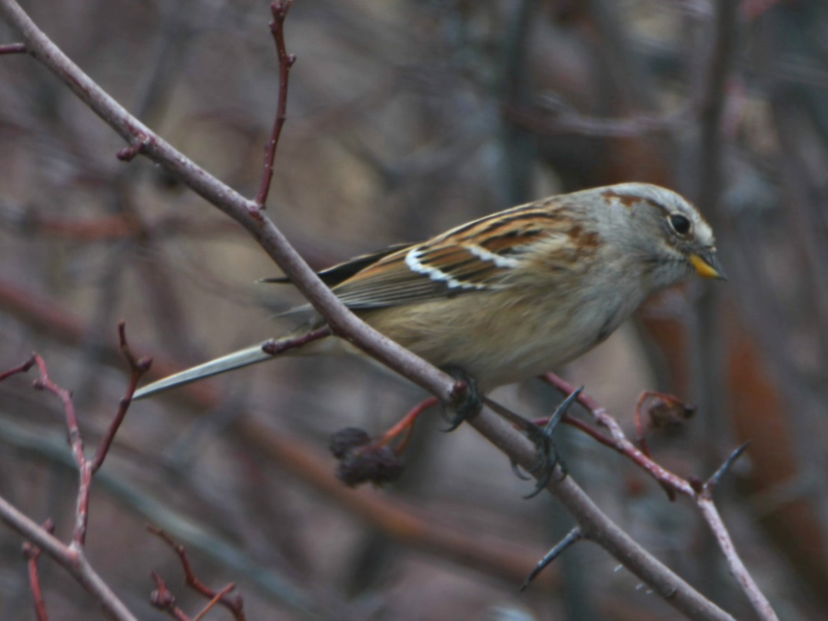 Hudson Körfezi Serçesi - ML647433740