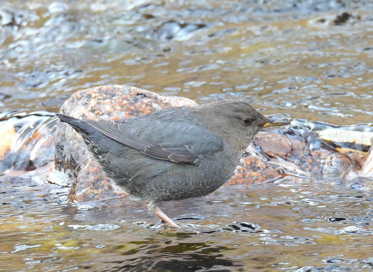 Amerika Derekuşu - ML647433741