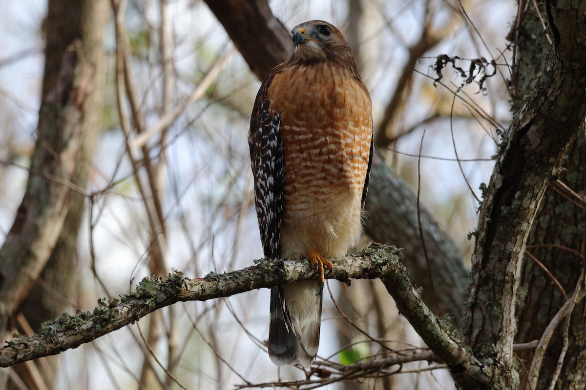 Kızıl Omuzlu Şahin [lineatus grubu] - ML647433742