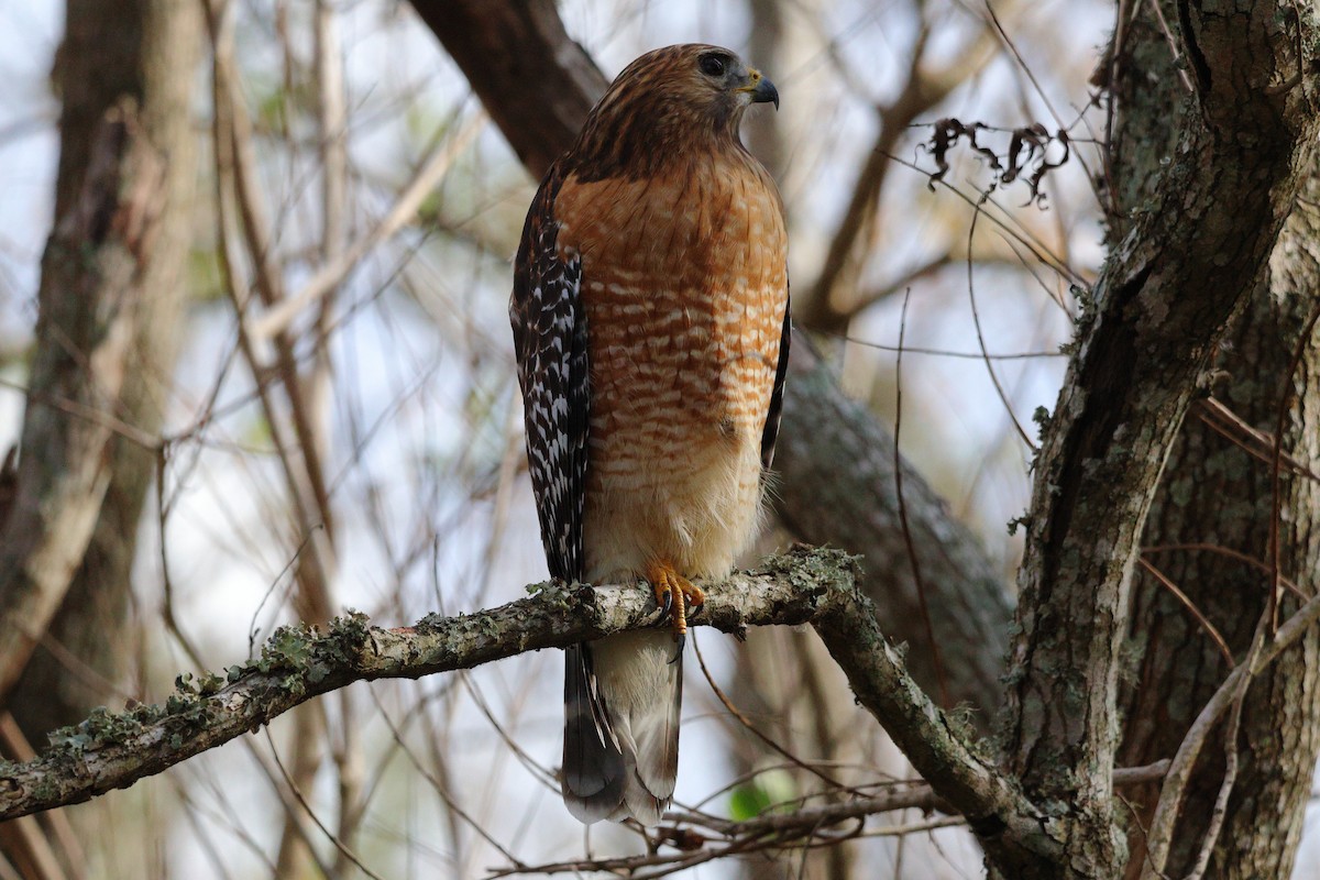 Kızıl Omuzlu Şahin [lineatus grubu] - ML647433743