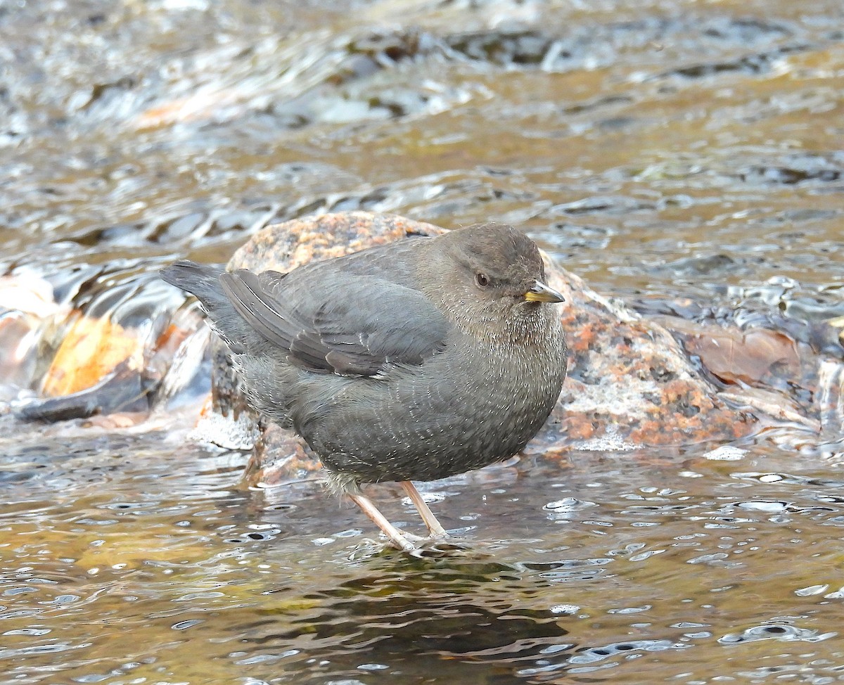 Amerika Derekuşu - ML647433745