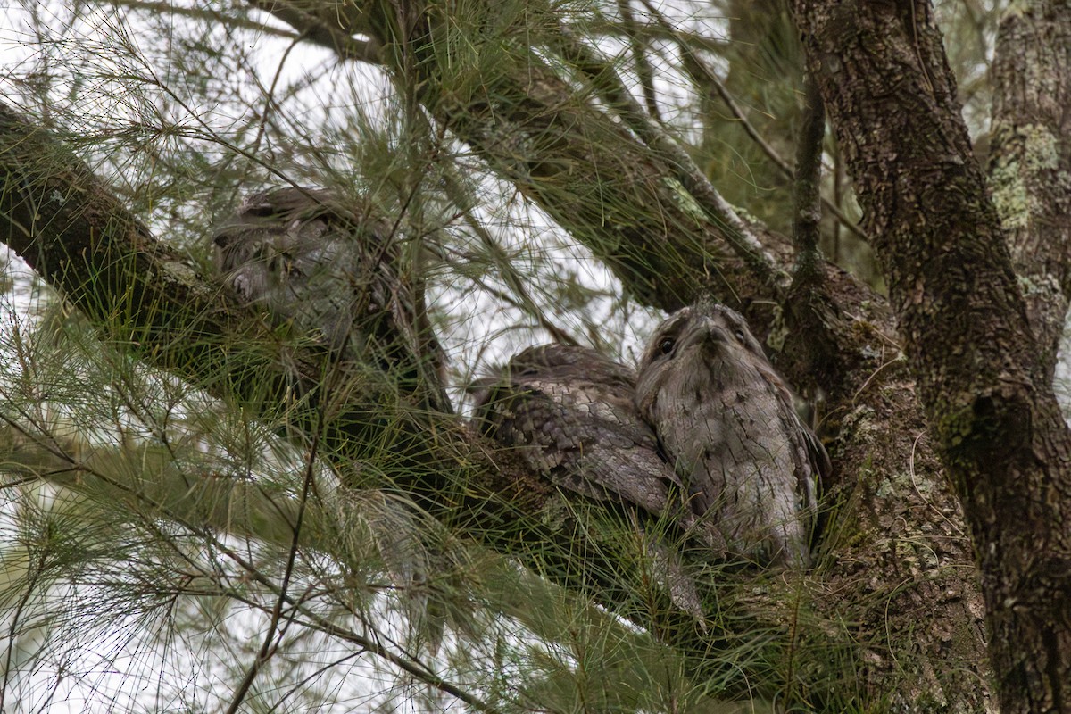 Avustralya Kocaağzı - ML647433750