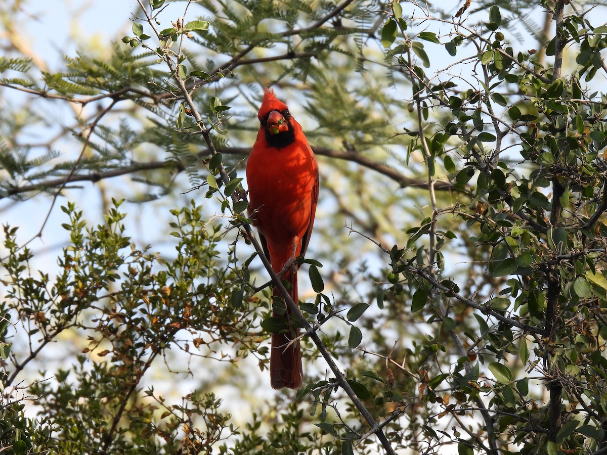 Kırmızı Kardinal - ML647433751