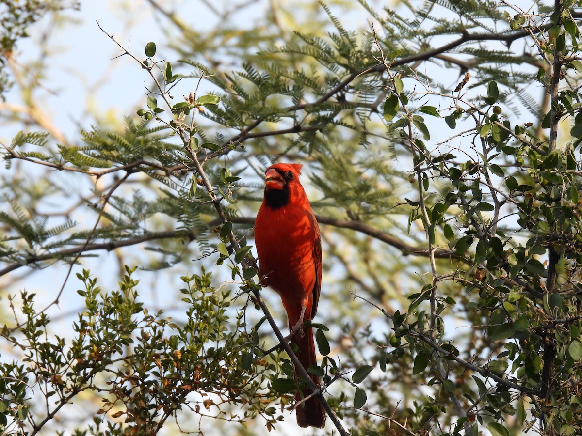 Kırmızı Kardinal - ML647433752