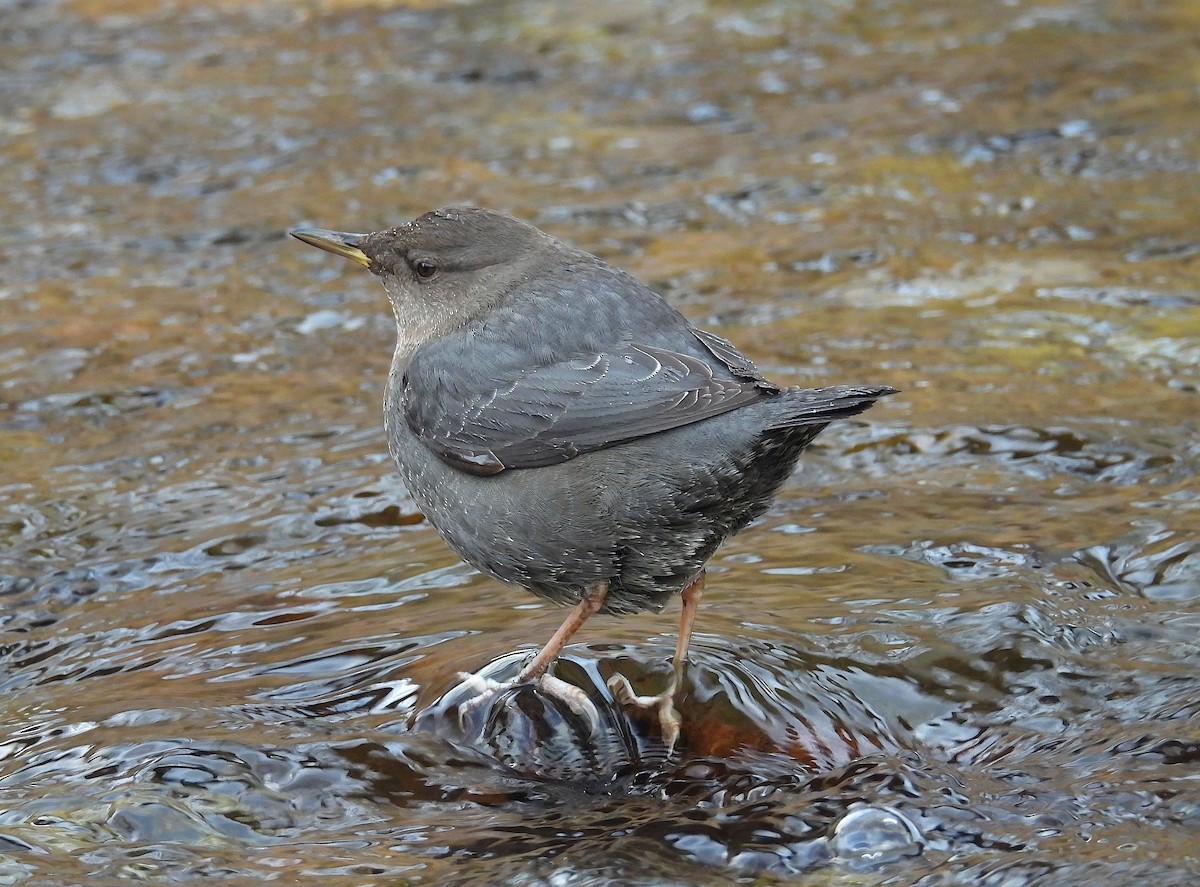 Amerika Derekuşu - ML647433753