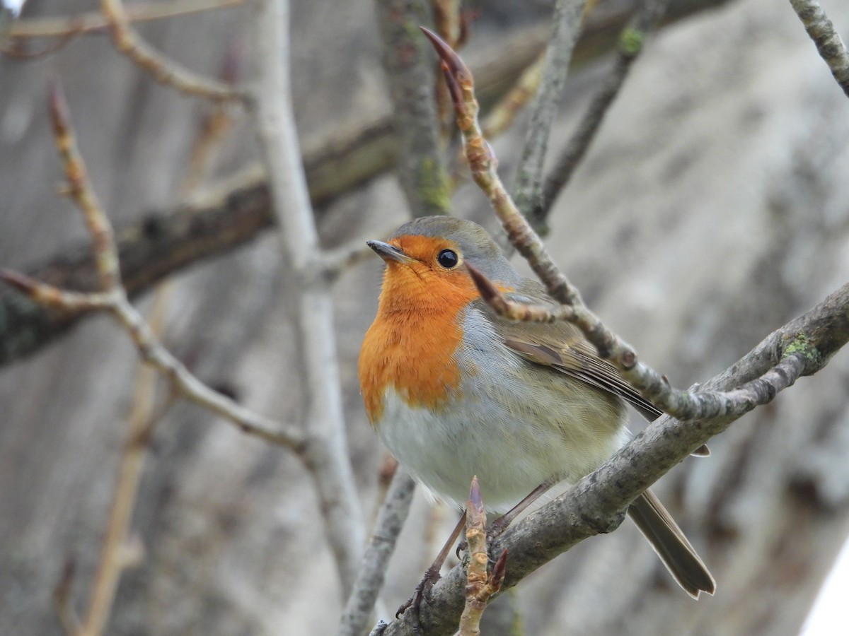 Kızılgerdan - ML647433754