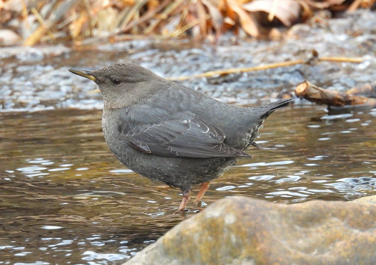 Amerika Derekuşu - ML647433757