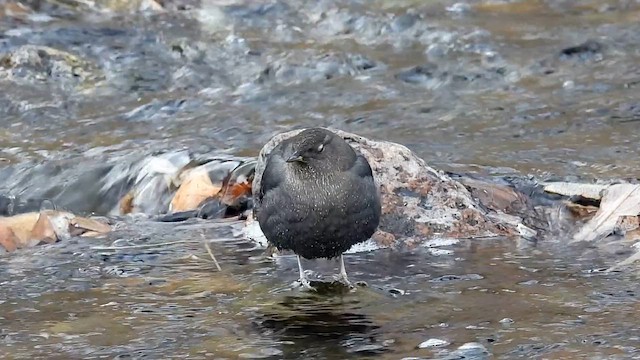American Dipper - ML647433761