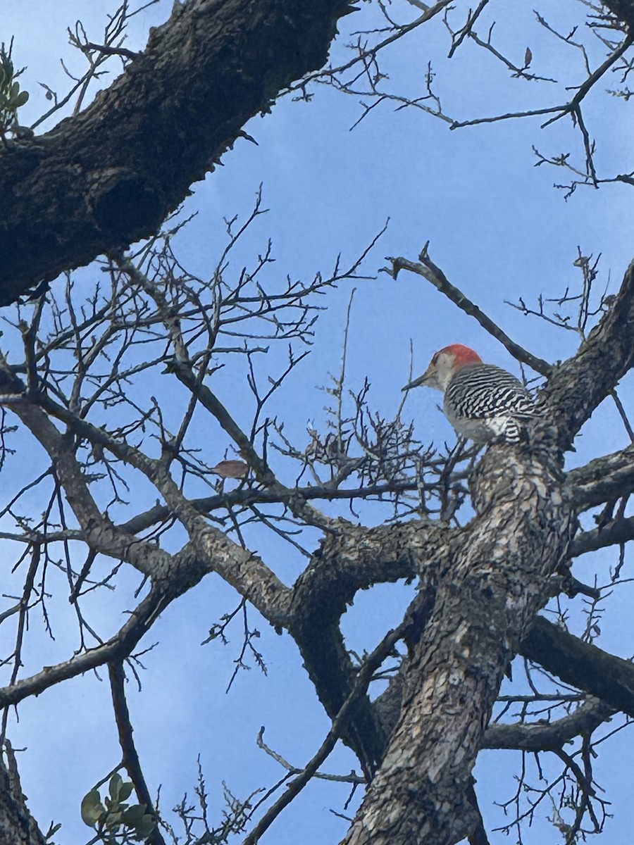 Kızılca Karınlı Ağaçkakan - ML647433762