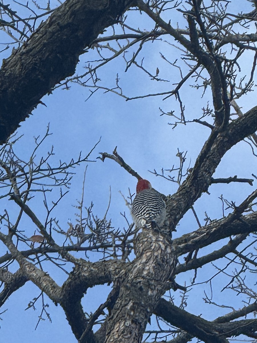 Kızılca Karınlı Ağaçkakan - ML647433763