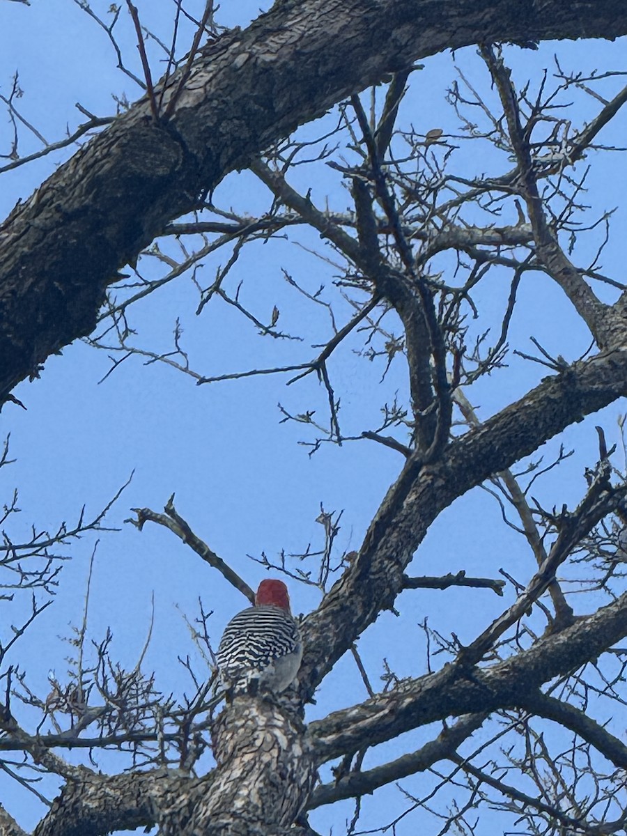 Kızılca Karınlı Ağaçkakan - ML647433764