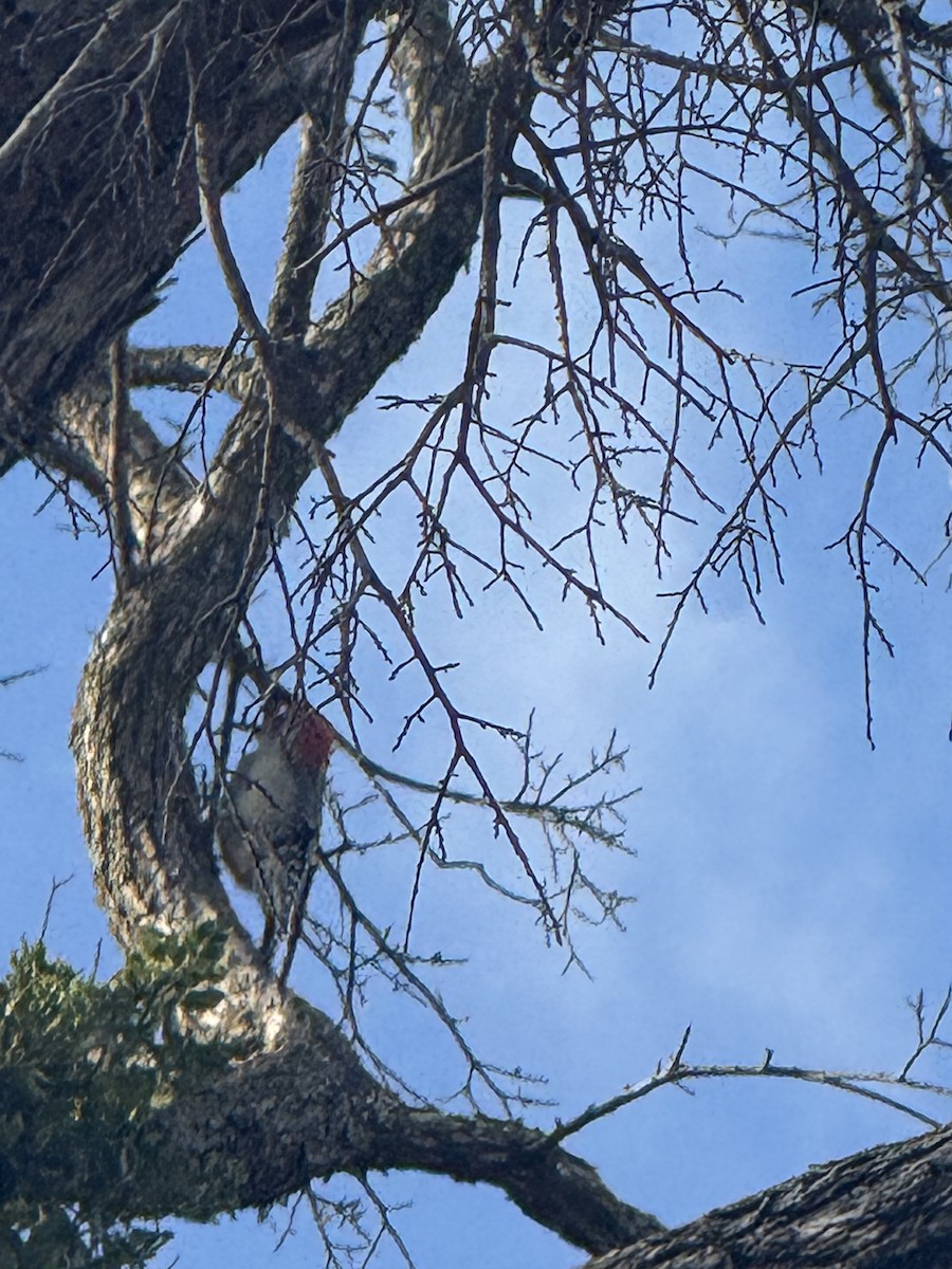 Kızılca Karınlı Ağaçkakan - ML647433765