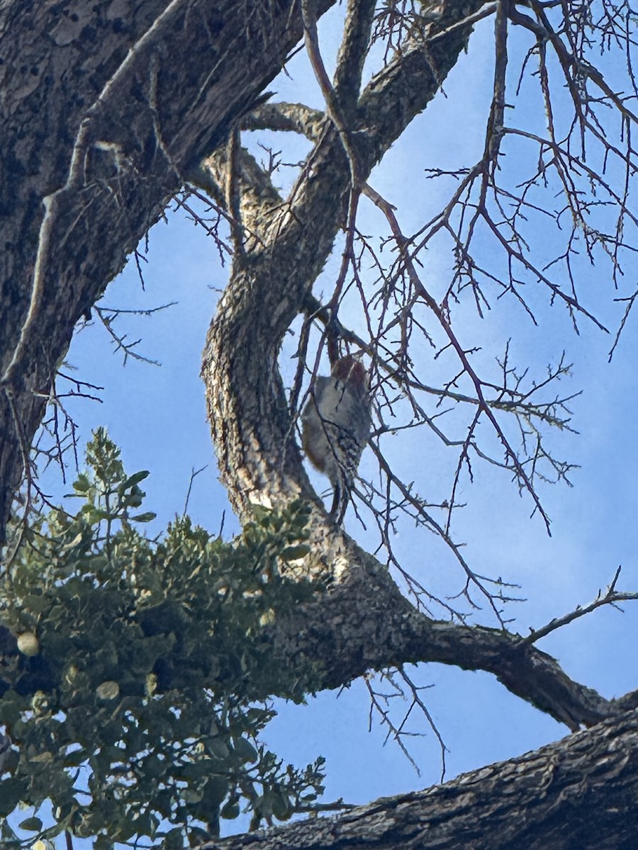 Kızılca Karınlı Ağaçkakan - ML647433766