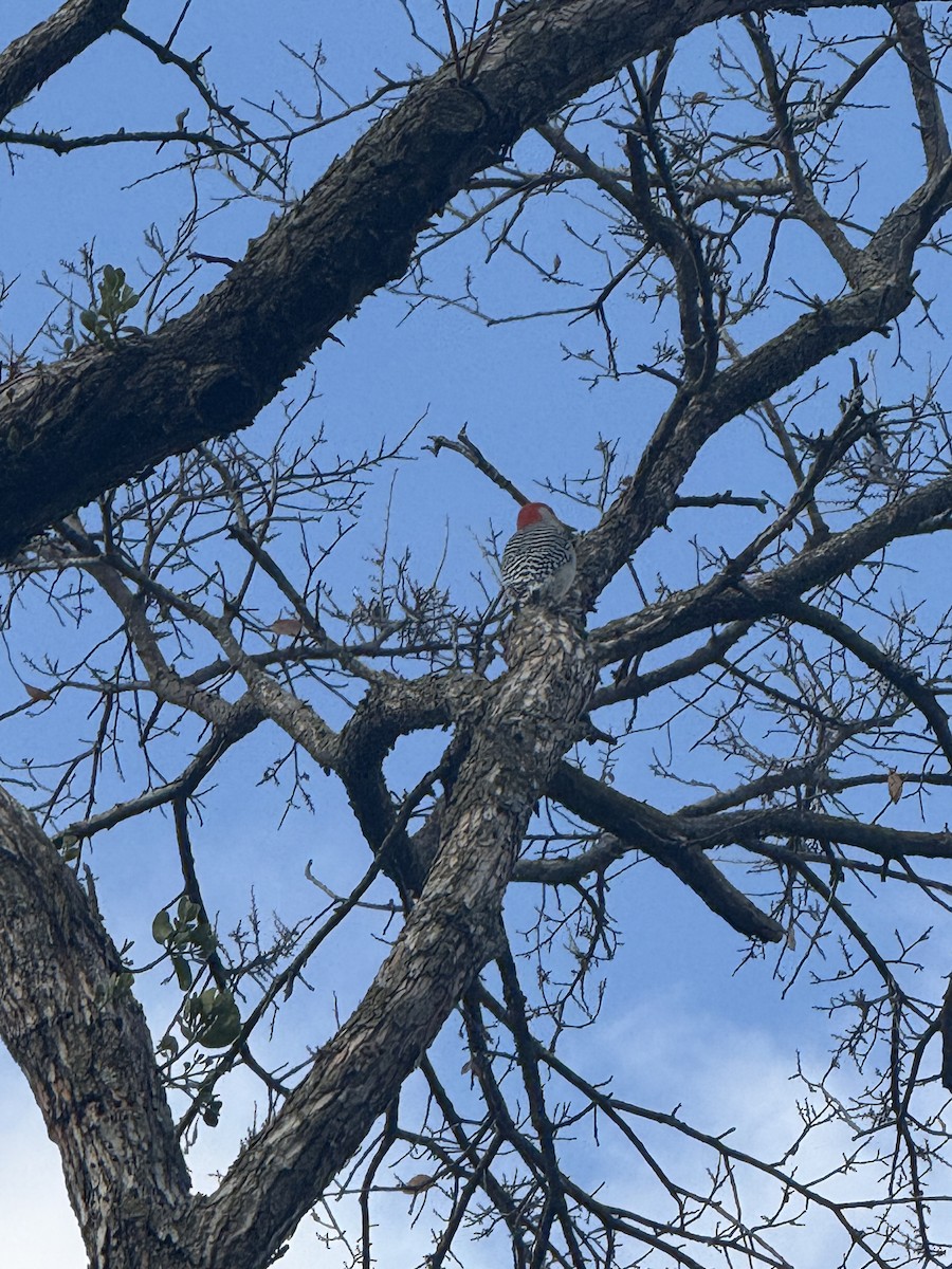 Kızılca Karınlı Ağaçkakan - ML647433767