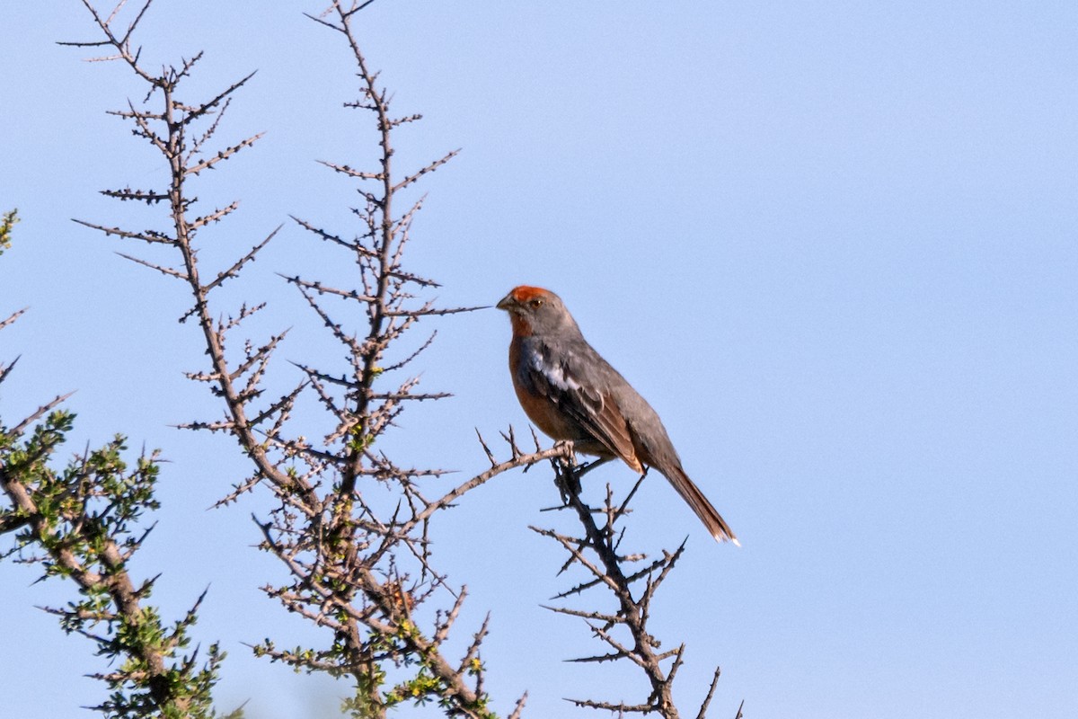 White-tipped Plantcutter - ML647433769