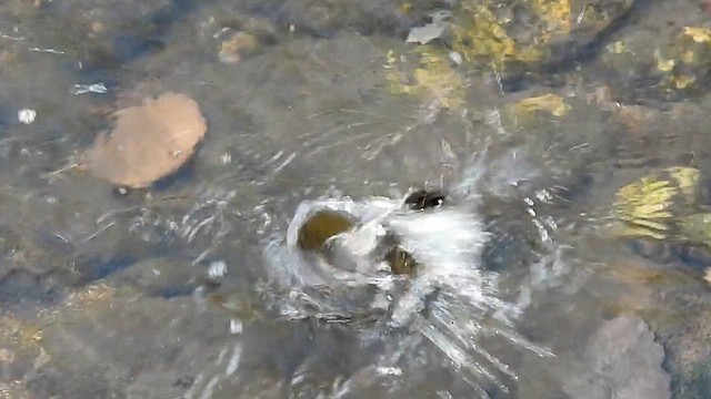 American Dipper - ML647433770