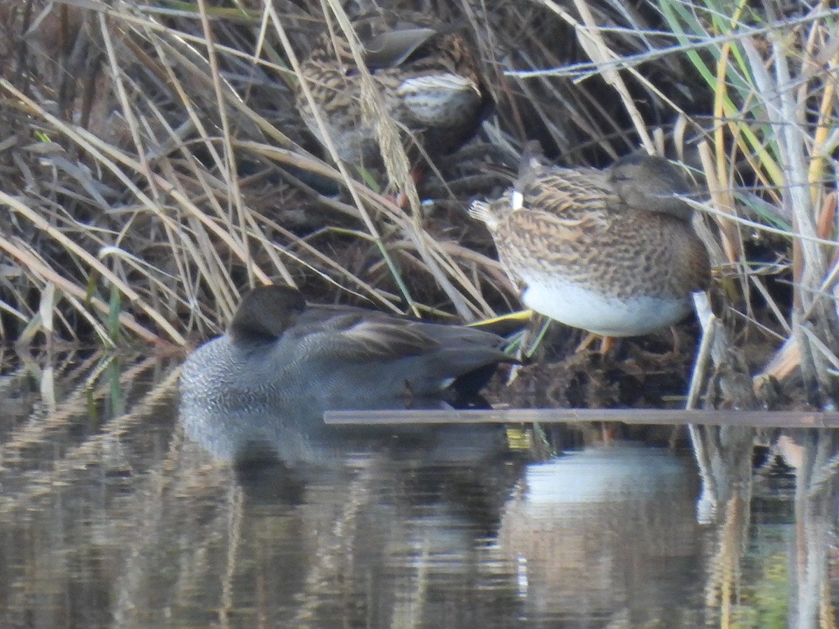 Boz Ördek - ML647433774