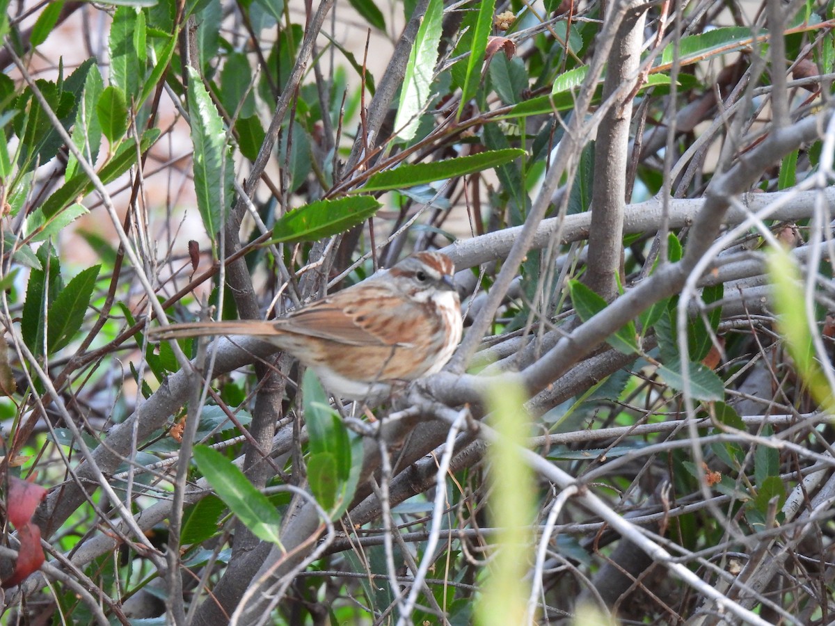 Ötücü Serçe - ML647433776