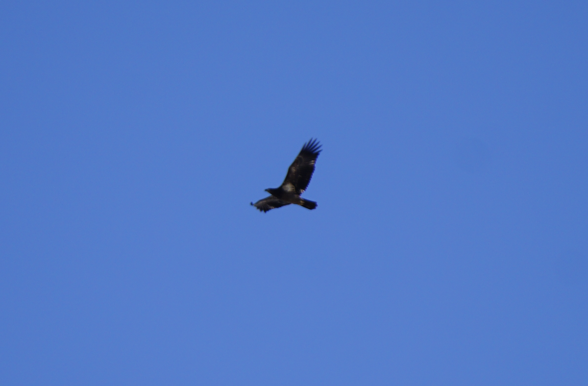 Белоголовый орлан - ML647433786