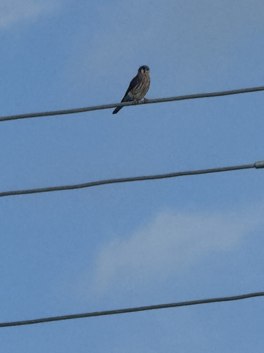 American Kestrel - ML647433800