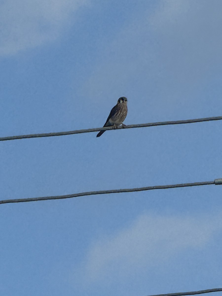American Kestrel - ML647433801