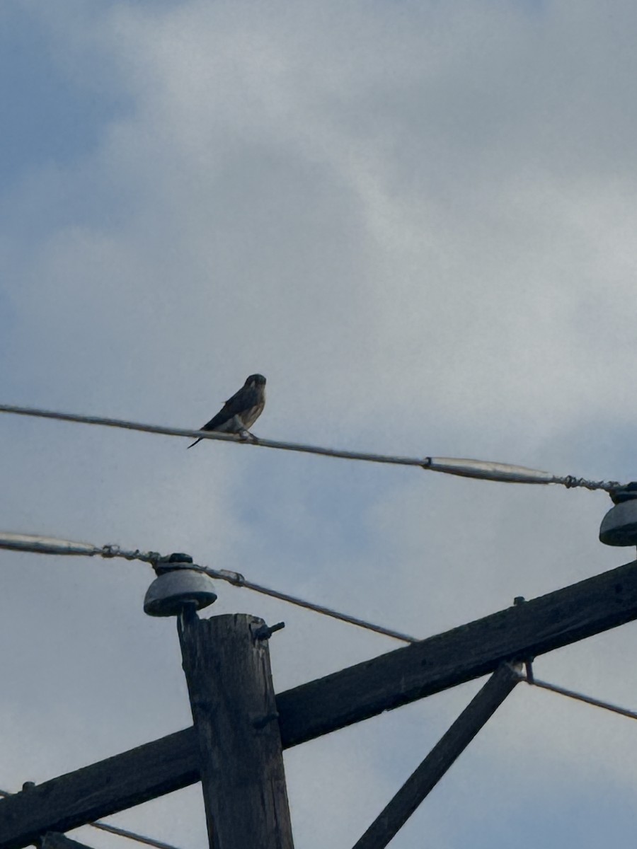American Kestrel - ML647433802