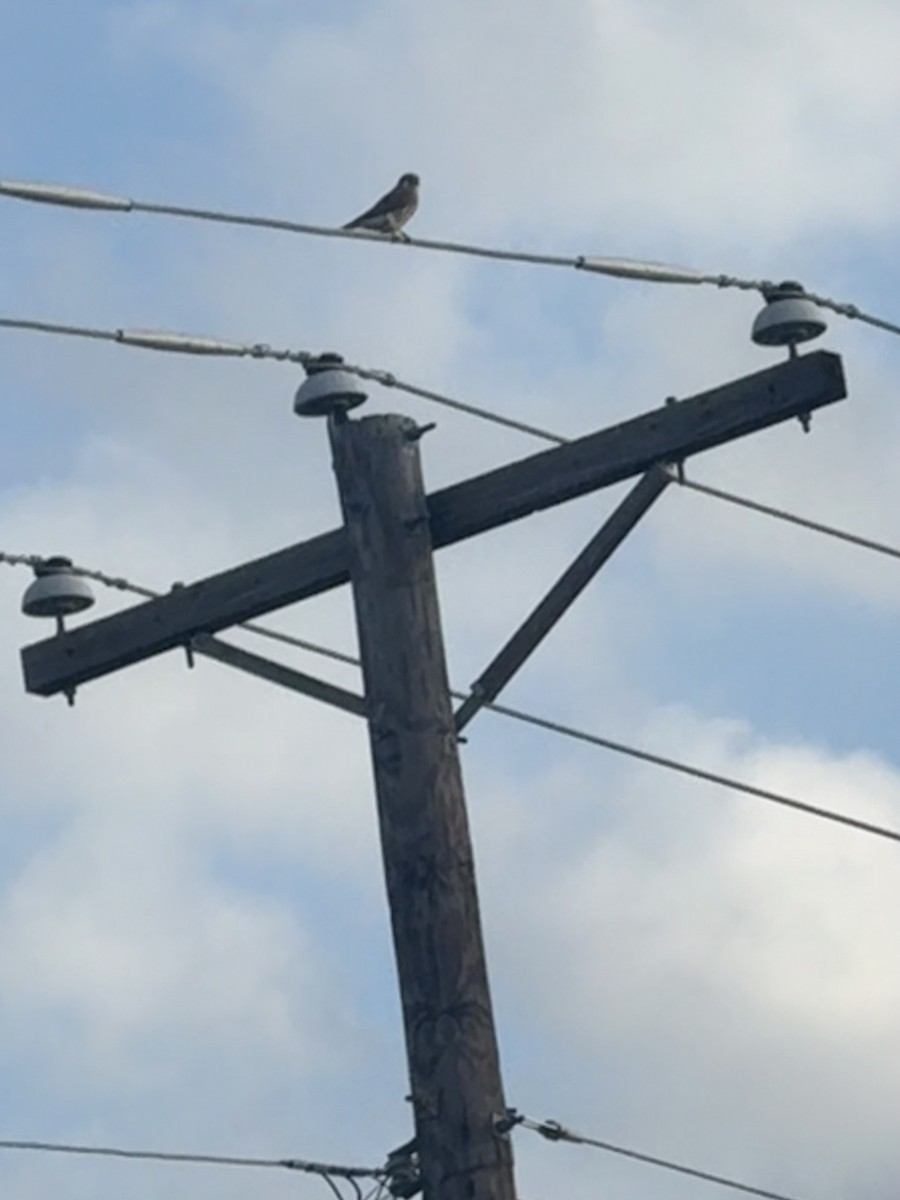 American Kestrel - ML647433803