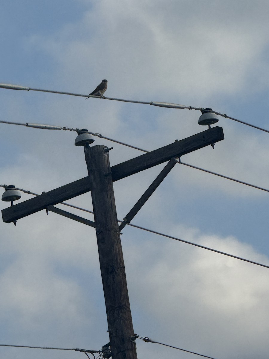 American Kestrel - ML647433804