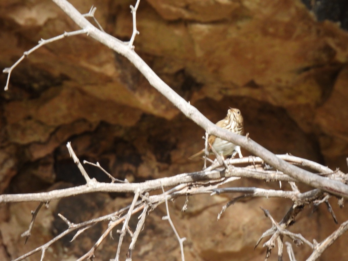 Zorzalito Colirrufo - ML647433807