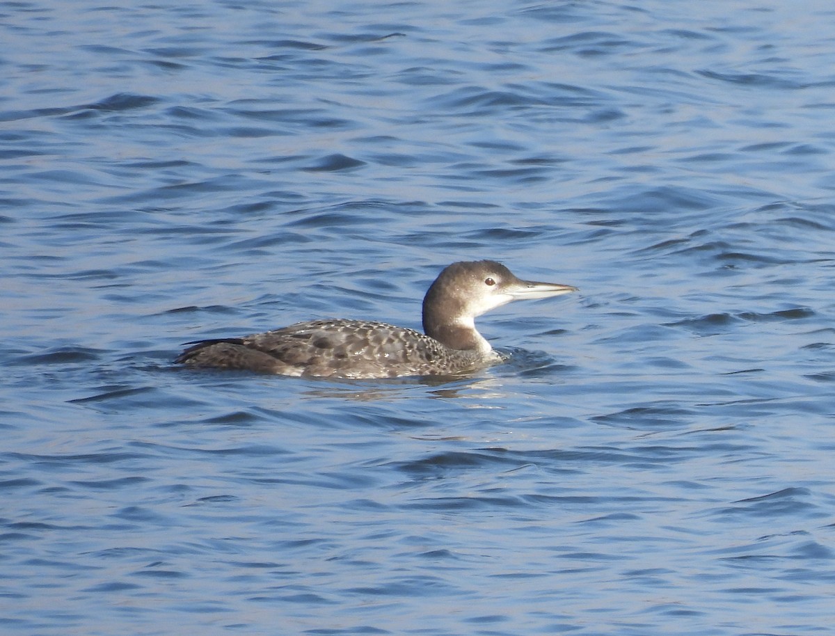 Common Loon - ML647433812